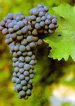 Cabernet Sauvignon