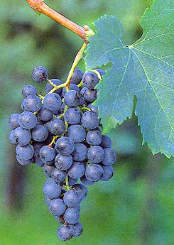 Merlot