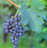 Merlot
