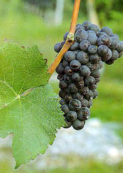 Pinot Noir