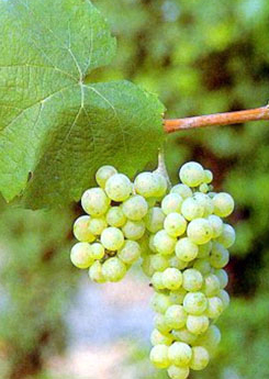 Riesling