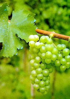 Sauvignon Blanc