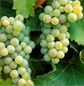 Sauvignon Blanc
