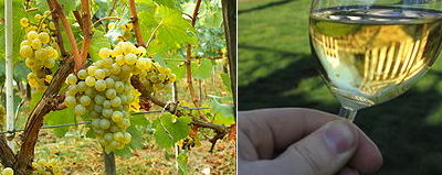 Thanksgiving Wines